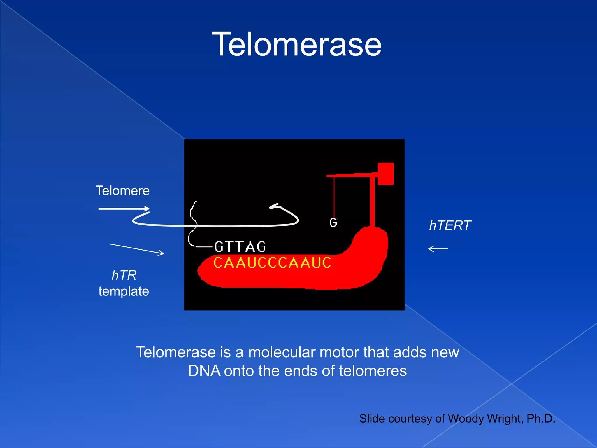 Telomerase



Telomere

                                                 hTERT


  hTR
template



     Telomerase is a molecular motor that adds new
           DNA onto the ends of telomeres

                                    Slide courtesy of Woody Wright, Ph.D.
 