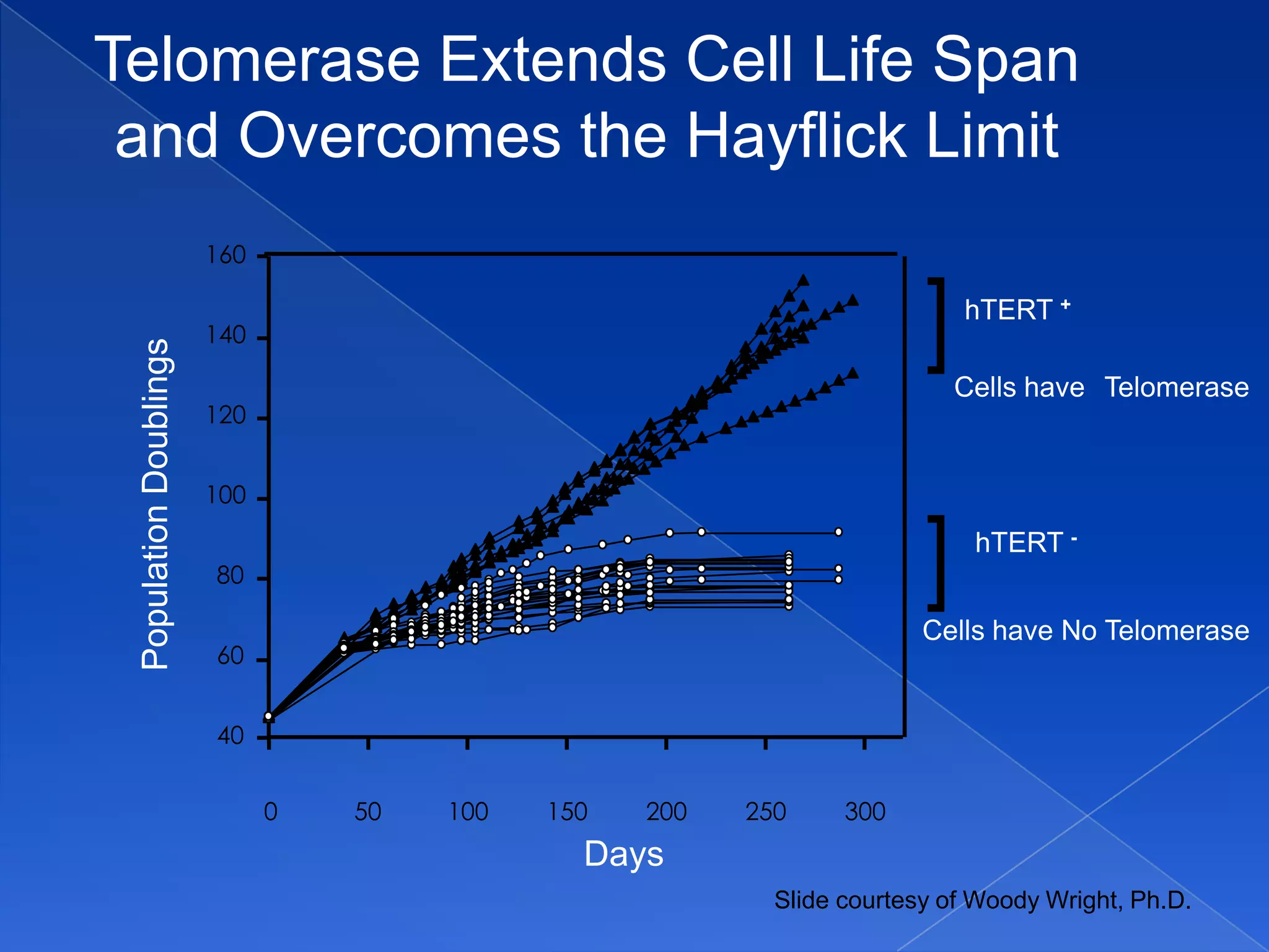 Telomerase Extends Cell Life Span
 and Overcomes the Hayflick Limit
                        160


                        140                                             ]   hTERT +
 Population Doublings




                                                                            Cells have Telomerase
                        120


                        100


                        80                                              ]    hTERT -


                                                                        Cells have No Telomerase
                        60


                        40


                              0   50   100   150   200   250     300
                                               Days
                                                           Slide courtesy of Woody Wright, Ph.D.
 
