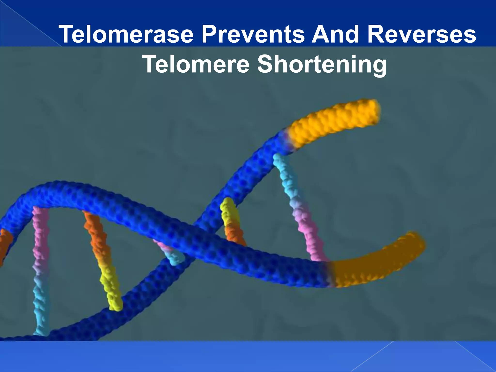Telomerase Prevents And Reverses
      Telomere Shortening
 