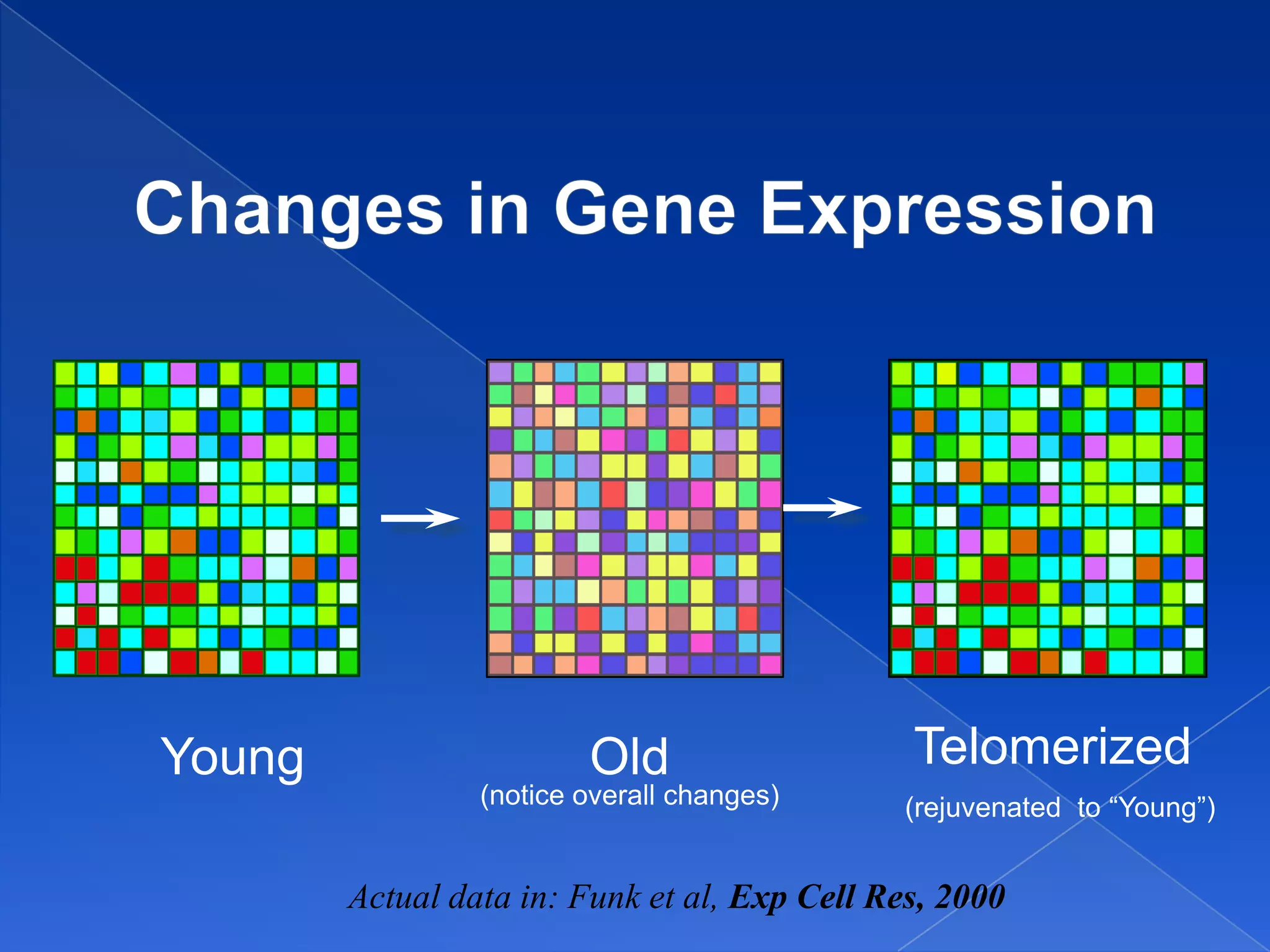 10,000
                   genes on
                     a chip

Young                    Old                   Telomerized
                 (notice overall changes)     (rejuvenated to “Young”)


        Actual data in: Funk et al, Exp Cell Res, 2000
 