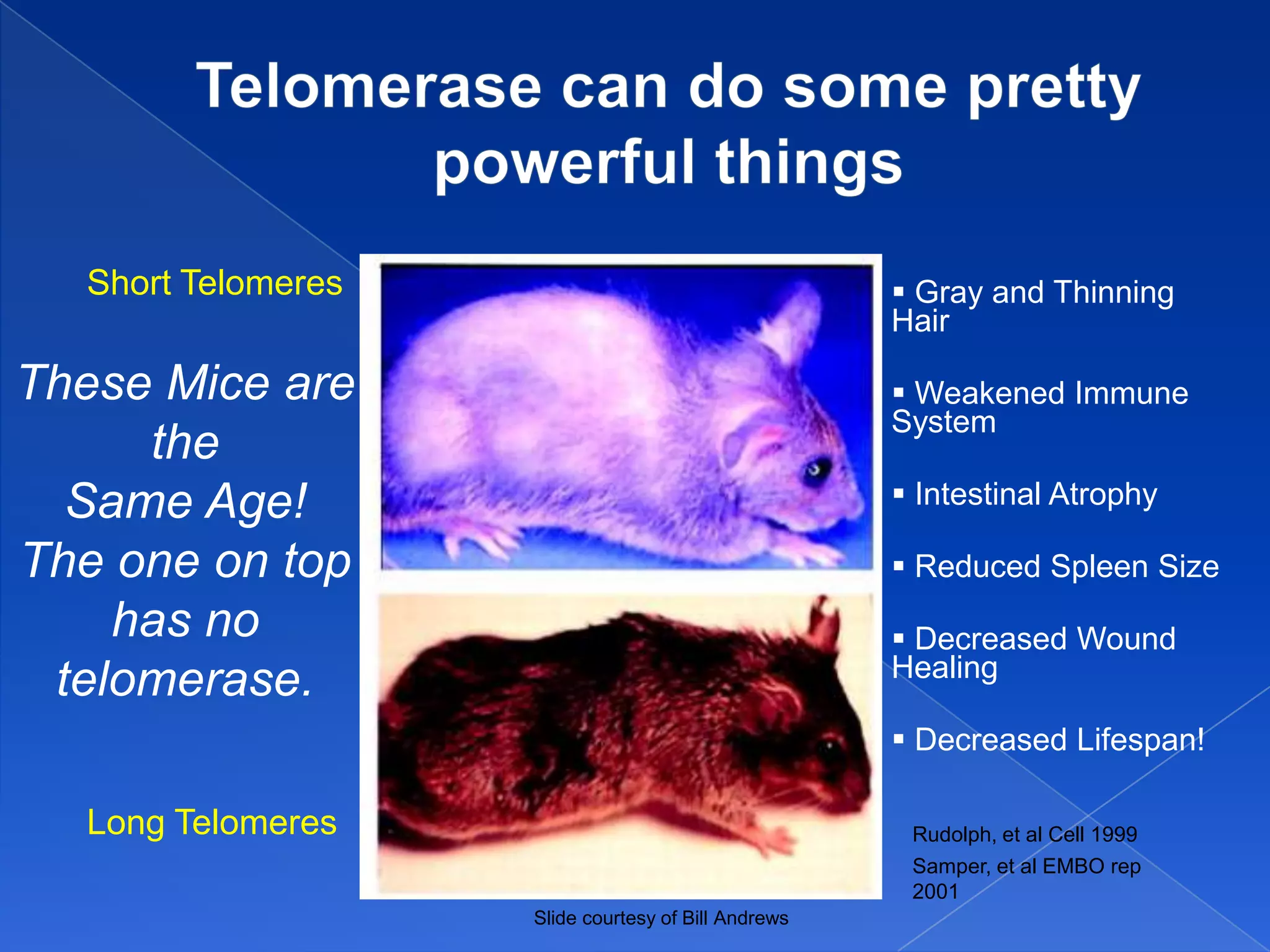Short Telomeres                                     Gray and Thinning
                                                     Hair

These Mice are                                        Weakened Immune
                                                     System
     the
  Same Age!                                           Intestinal Atrophy

The one on top                                        Reduced Spleen Size
    has no                                            Decreased Wound
                                                     Healing
 telomerase.
                                                      Decreased Lifespan!

  Long Telomeres                                      Rudolph, et al Cell 1999
                                                      Samper, et al EMBO rep
                                                      2001
                    Slide courtesy of Bill Andrews
 