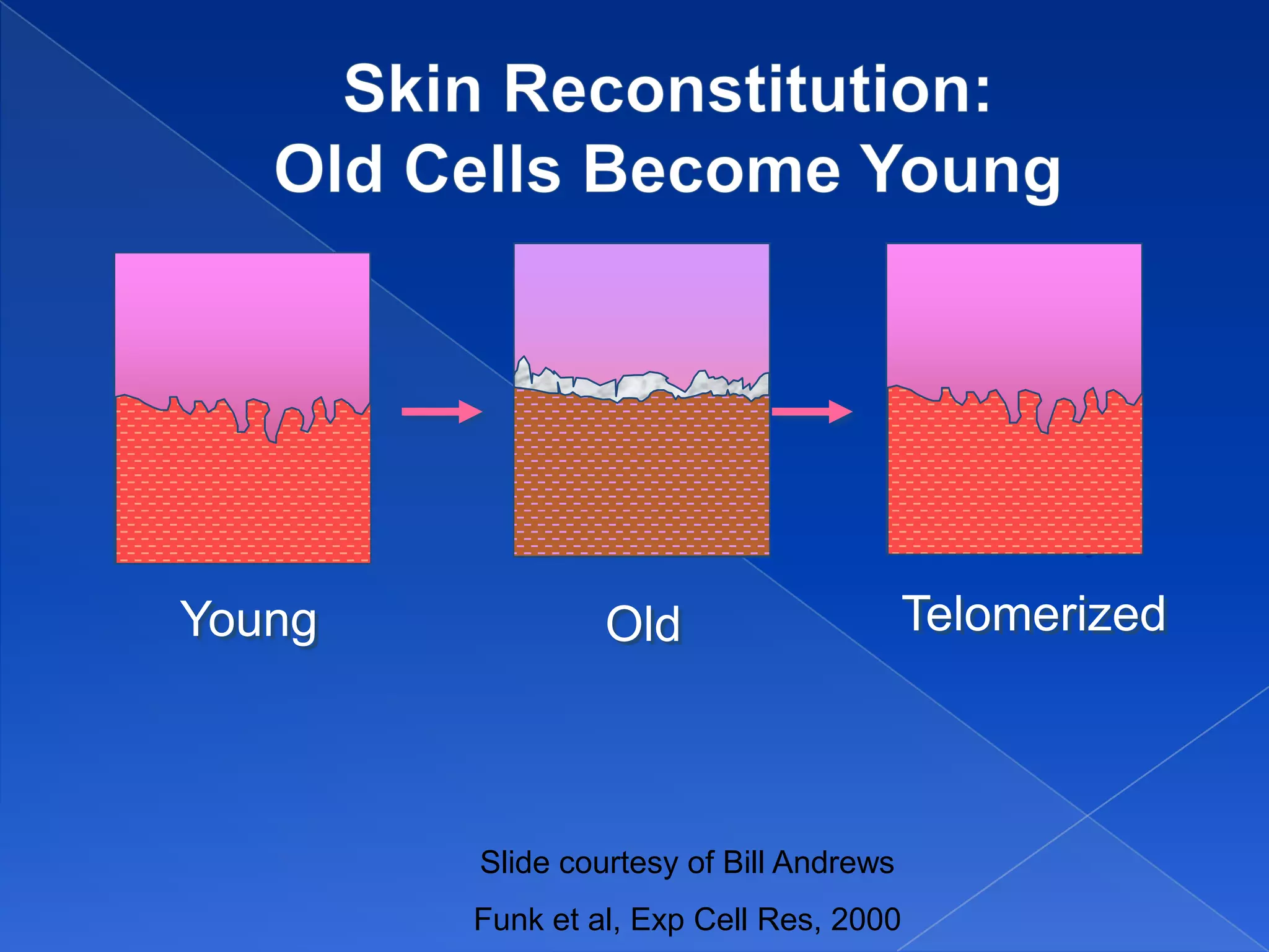 Human
           skin on
           a mouse

Young            Old                     Telomerized



        Slide courtesy of Bill Andrews
        Funk et al, Exp Cell Res, 2000
 