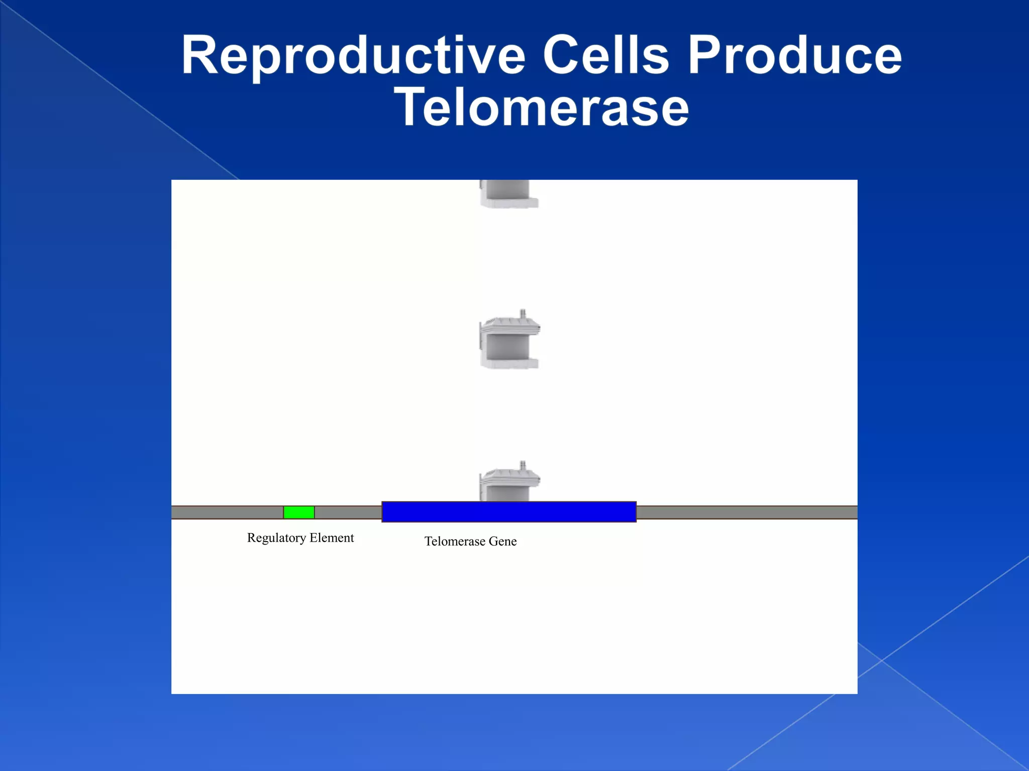 Regulatory Element   Telomerase Gene
 