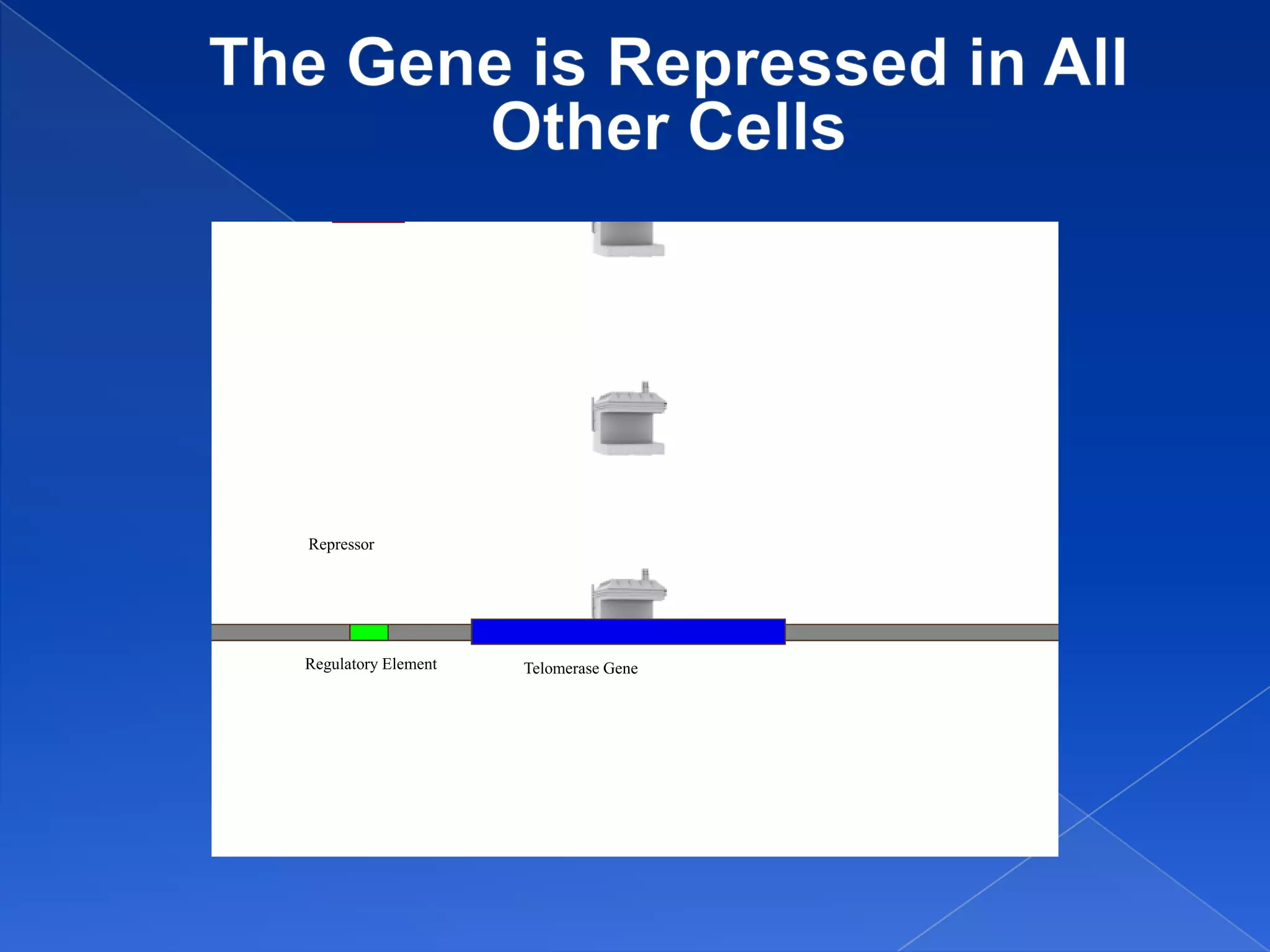 Repressor




Regulatory Element   Telomerase Gene
 