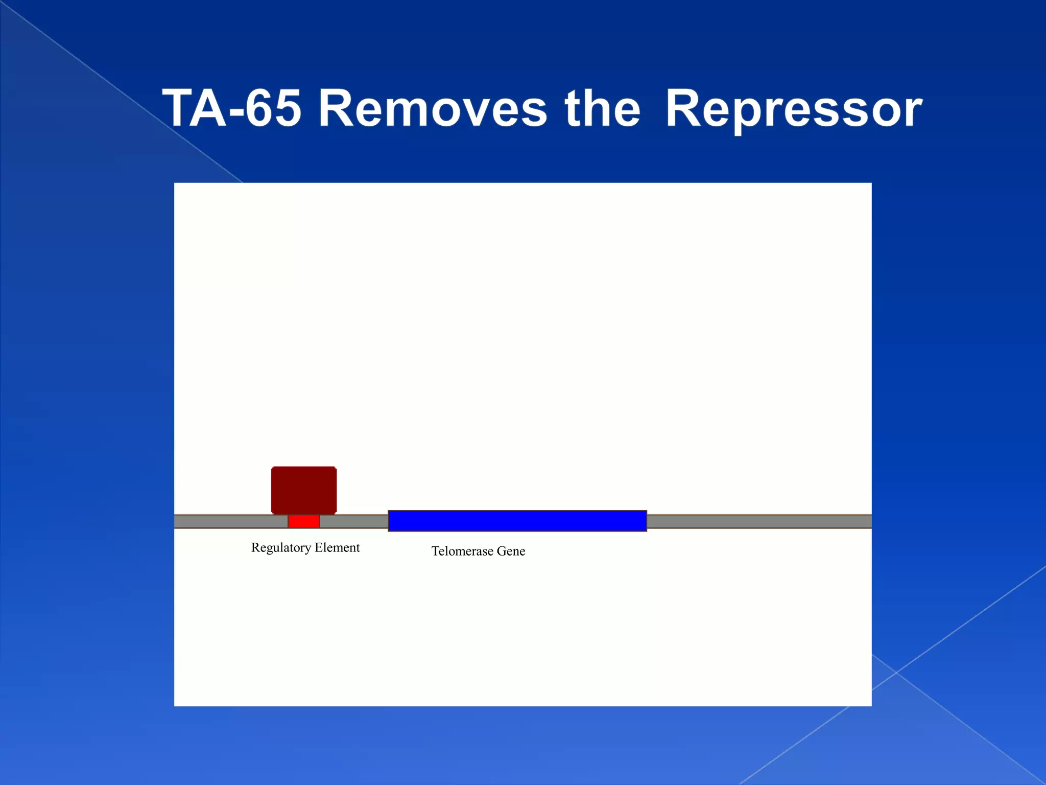 Regulatory Element   Telomerase Gene
 