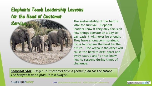 Elephants Teach Leadership Lessons for the Head of ...