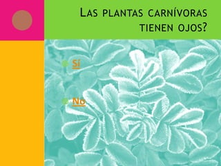 LAS PLANTAS CARNÍVORAS
TIENEN OJOS?
 Sí
 No
 