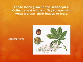 These trees grow in the schoolyard.
   Collect a leaf of them. Try to learn for
     what we use their leaves or fruit.




chestnut-tree
 