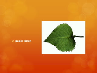  paper-birch
 
