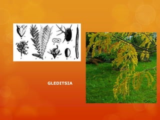 GLEDITSIA
 