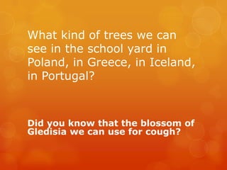 What kind of trees we can
see in the school yard in
Poland, in Greece, in Iceland,
in Portugal?



Did you know that the blossom of
Gledisia we can use for cough?
 