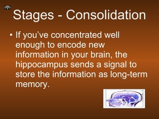Stages - Consolidation If you’ve concentrated well enough to encode new information in your brain, the hippocampus sends a signal to store the information as long-term memory.  