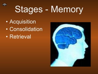 Stages - Memory Acquisition Consolidation Retrieval 