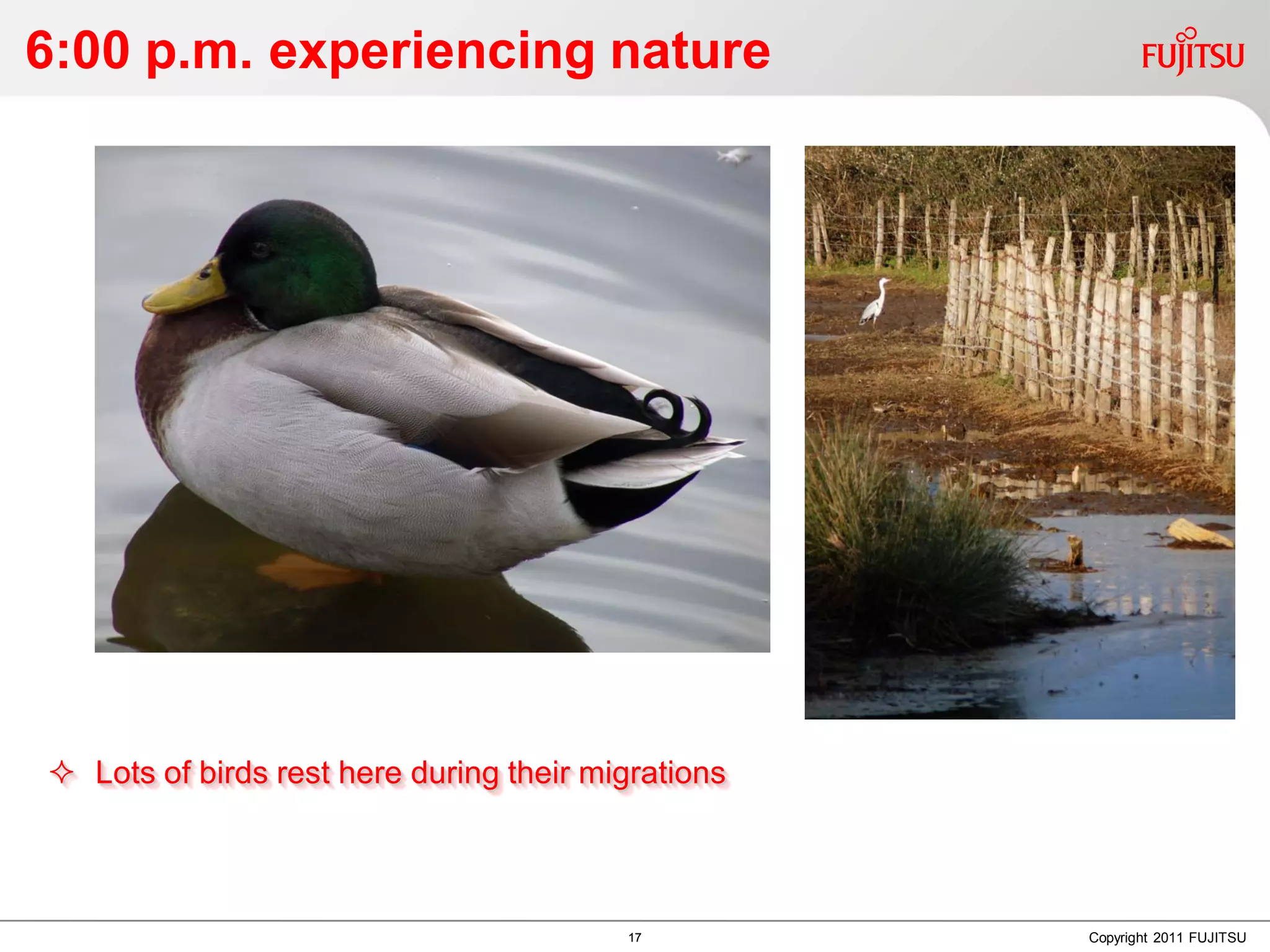 6:00 p.m. experiencing nature




 Lots of birds rest here during their migrations



                                         17         Copyright 2011 FUJITSU
 