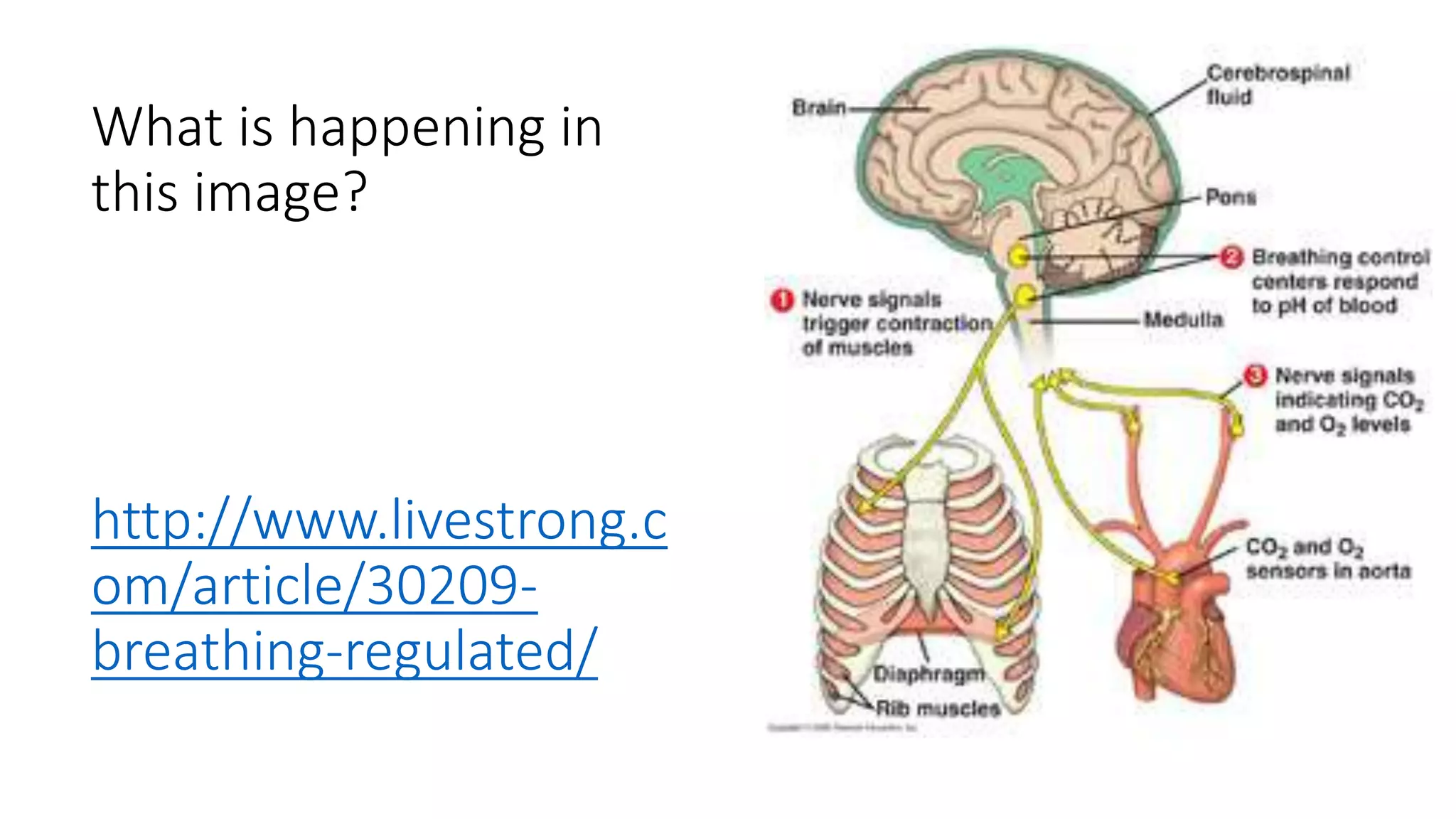 What is happening in
this image?
http://www.livestrong.c
om/article/30209-
breathing-regulated/
 