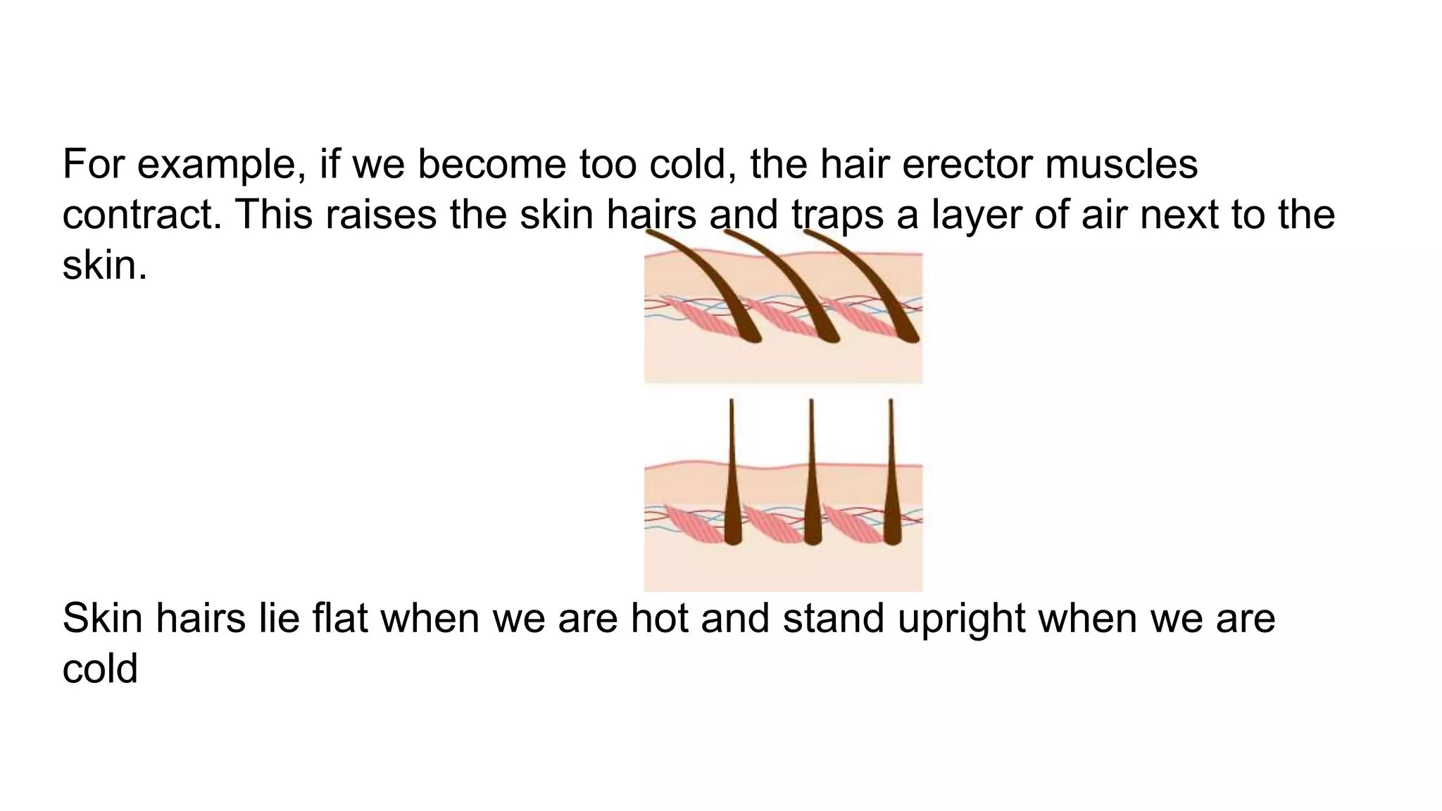 For example, if we become too cold, the hair erector muscles
contract. This raises the skin hairs and traps a layer of air next to the
skin.
Skin hairs lie flat when we are hot and stand upright when we are
cold
 