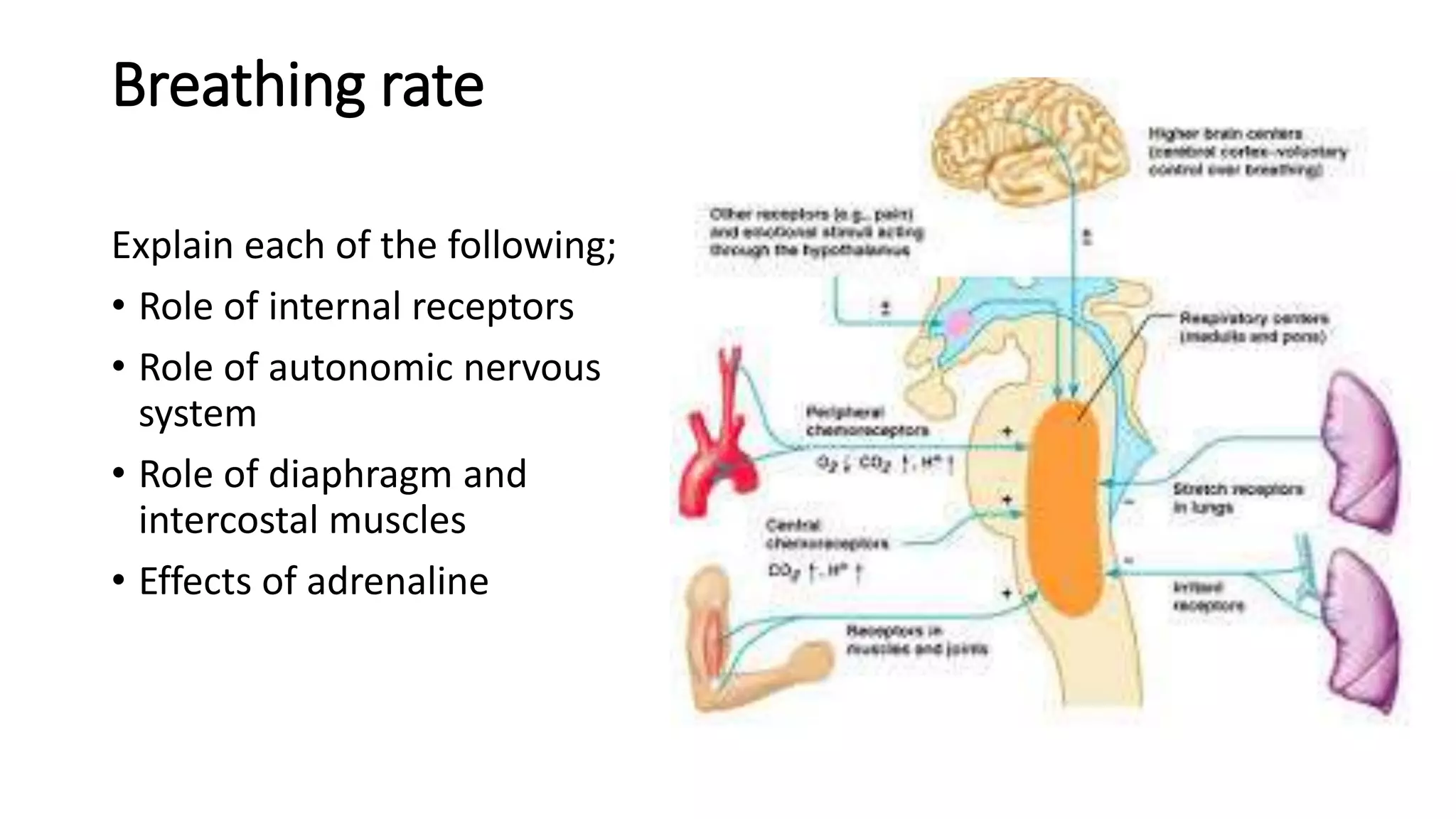 Breathing rate
Explain each of the following;
• Role of internal receptors
• Role of autonomic nervous
system
• Role of diaphragm and
intercostal muscles
• Effects of adrenaline
 