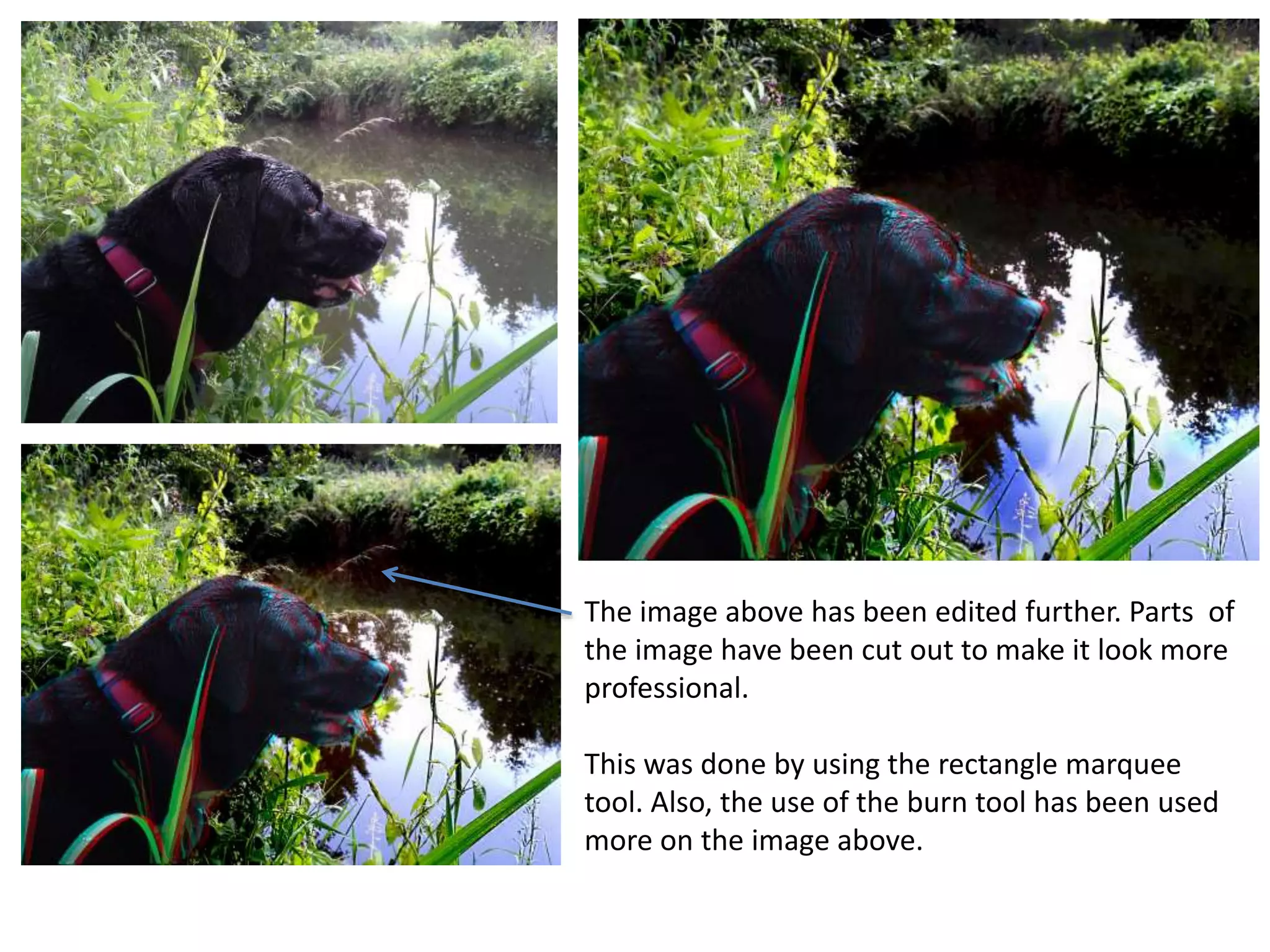 The image above has been edited further. Parts of 
the image have been cut out to make it look more 
professional. 
This was done by using the rectangle marquee 
tool. Also, the use of the burn tool has been used 
more on the image above. 
 