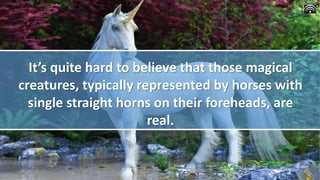 It’s quite hard to believe that those magical
creatures, typically represented by horses with
single straight horns on their foreheads, are
real.
 