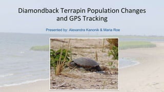 Diamondback Terrapin Population Changes
and GPS Tracking
Presented by: Alexandra Kanonik & Maria Roe
 