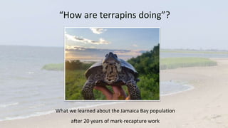 “How are terrapins doing”?
What we learned about the Jamaica Bay population
after 20 years of mark-recapture work
 