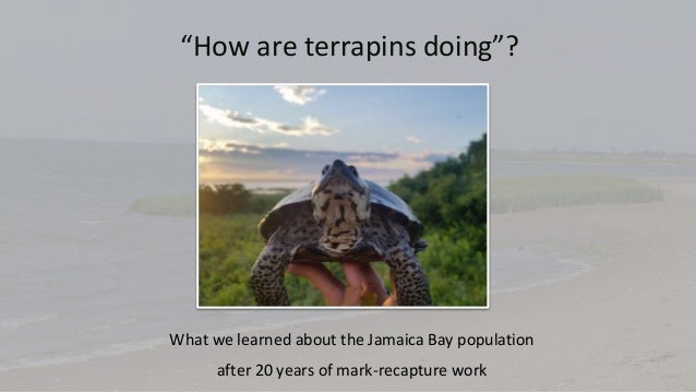 “How are terrapins doing”?
What we learned about the Jamaica Bay population
after 20 years of mark-recapture work
 