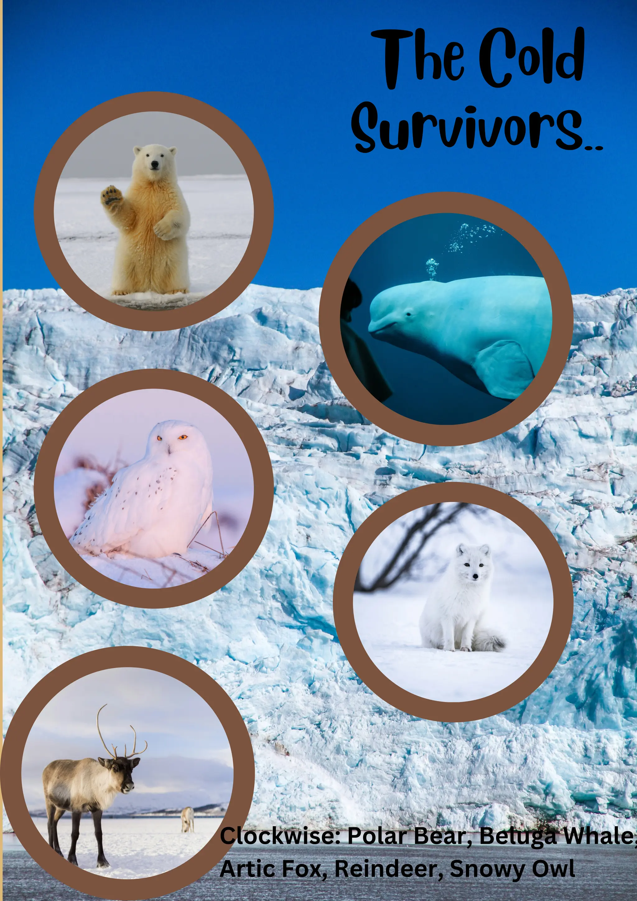 The Cold
Survivors..
Clockwise: Polar Bear, Beluga Whale,
Artic Fox, Reindeer, Snowy Owl
 