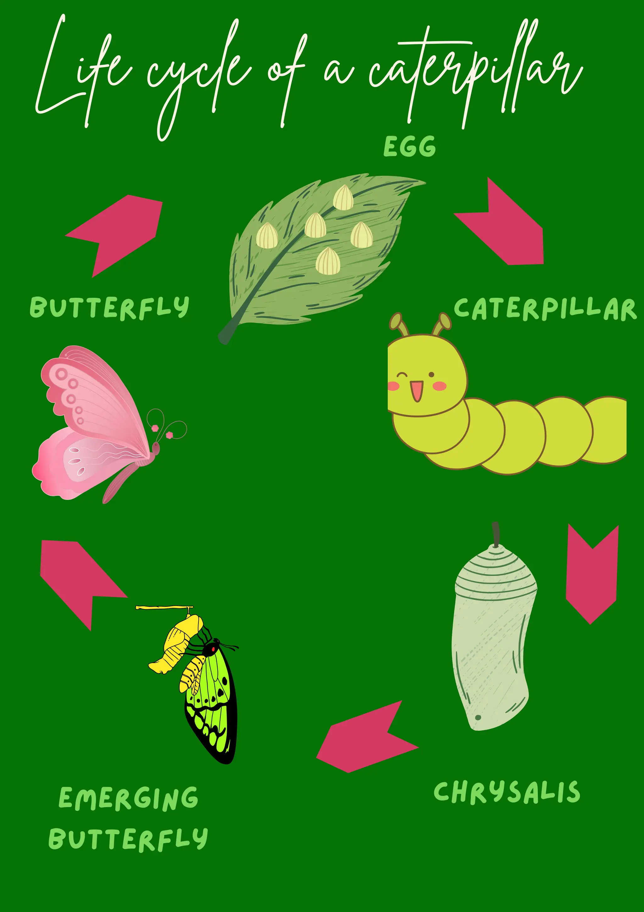 Life cycle of a caterpillar
caterpillar
Chrysalis
butterfly
emerging
butterfly
Egg
 