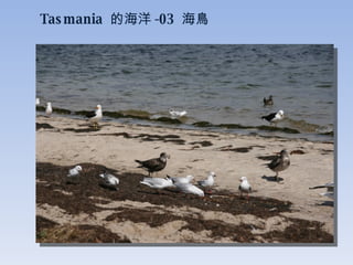 Tasmania  的海洋 -03  海鳥 