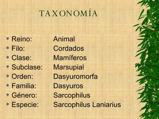 TAXONOMÍA Reino: Animal Filo:  Cordados Clase: Mamíferos Subclase: Marsupial Orden: Dasyuromorfa Familia: Dasyuros Género: Sarcophilus Especie: Sarcophilus Laniarius 