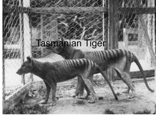 Tasmanian Tiger
 