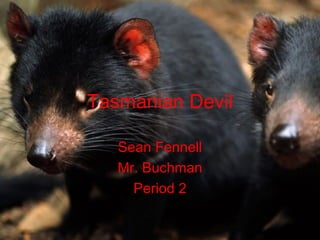 Tasmanian Devil Sean Fennell Mr. Buchman Period 2 