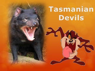 Tasmanian Devils 