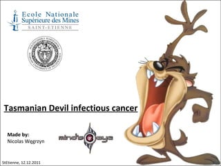 Tasmanian devil illness | PPT