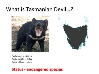 Tasmanian devil illness | PPT | Free Download