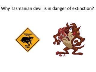 Tasmanian devil illness | PPT