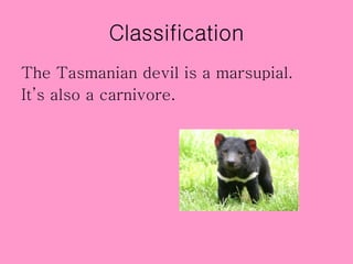 TASMANIAN DEVIL