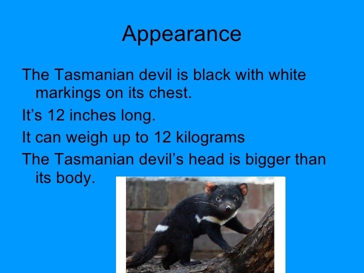 TASMANIAN DEVIL