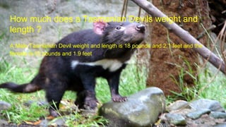 Tasmanian devils | PPT