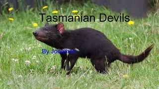 Tasmanian Devils
 