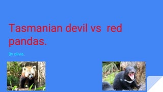 Tasmanian devil vs red
pandas.
By olivia.
 