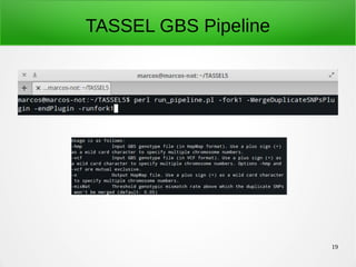 19
TASSEL GBS Pipeline
 