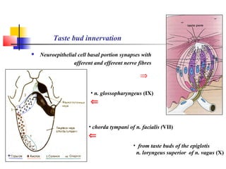 Taste Ppt 