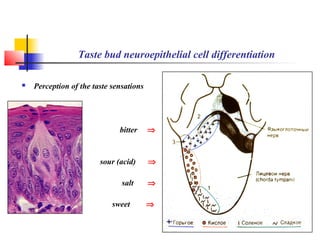 Taste | PPT