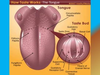 Physiology of Taste | PPTX