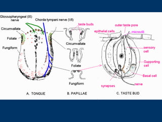 Taste and smell | PPT
