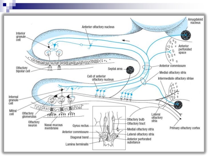 Taste Olfactory Receptors