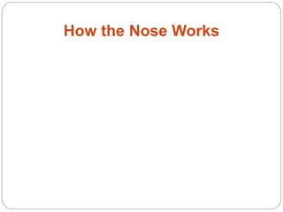 How the Nose Works
 