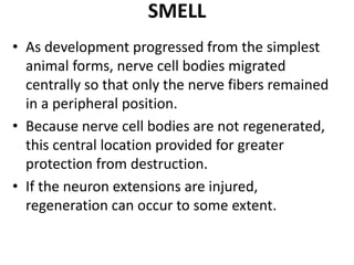 SMELL
• As development progressed from the simplest
animal forms, nerve cell bodies migrated
centrally so that only the nerve fibers remained
in a peripheral position.
• Because nerve cell bodies are not regenerated,
this central location provided for greater
protection from destruction.
• If the neuron extensions are injured,
regeneration can occur to some extent.
 