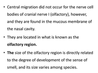 • Central migration did not occur for the nerve cell
bodies of cranial nerve I (olfactory), however,
and they are found in the mucous membrane of
the nasal cavity.
• They are located in what is known as the
olfactory region.
• The size of the olfactory region is directly related
to the degree of development of the sense of
smell, and its size varies among species.
 